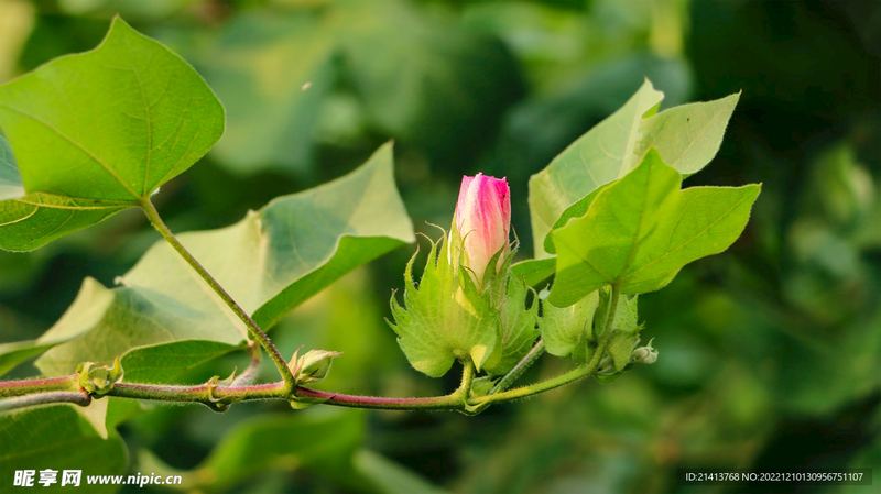 肠道健康与情绪的关系?心理咨询师给你说几句真心话 肠道健康与情绪的关系?心理咨询师给你说几句真心话