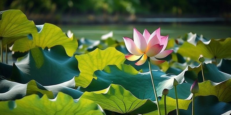 心理压力导致脱发怎么办?心理咨询师建议你这样做 心理压力导致脱发怎么办?心理咨询师建议你这样做